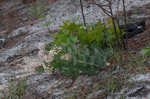 Pinewoods milkweed